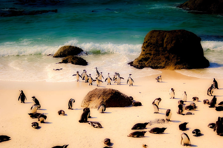 Penguins: Sea and shore birds