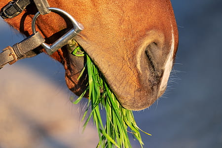 horse eating grass photo