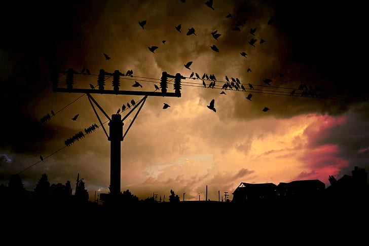 time lapse photography of birds flying over electric post