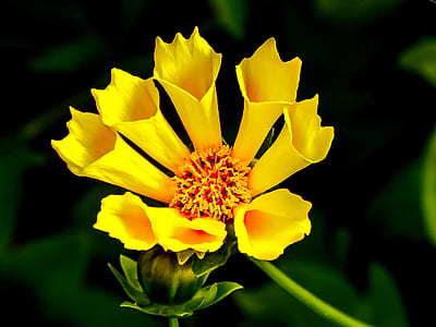 photography of shallow focus yellow flower