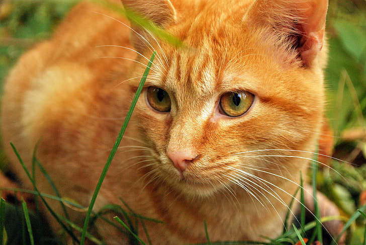 orange Tabby cat on green lawn