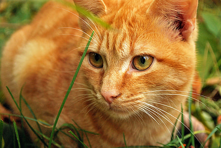 orange Tabby cat on green lawn