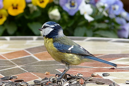 blue and yellow bird in brown seed lot