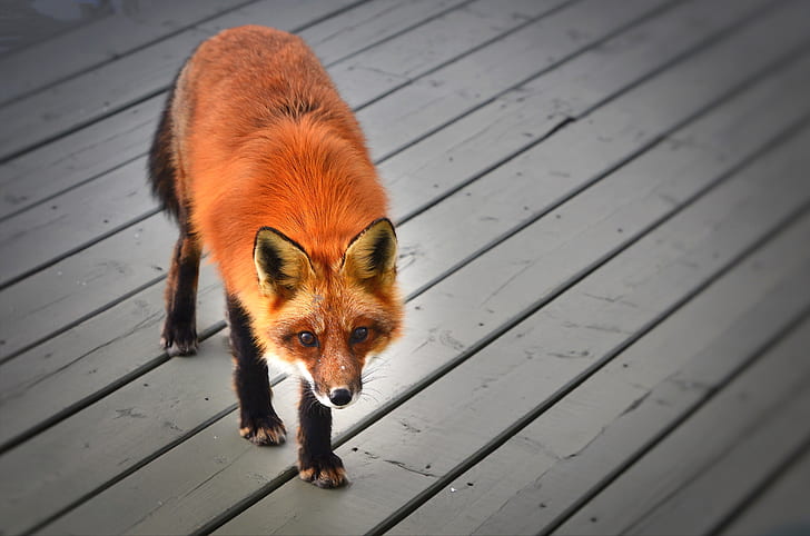 red fox on brown board