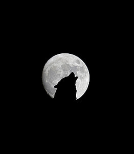 wolf howling background moon