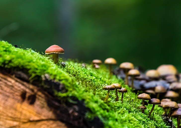 mushrooms on the green grass