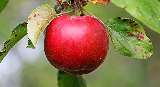 red apple fruit in closeup photography
