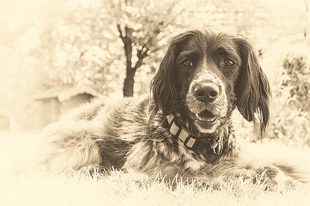 grayscale photo of Munsterlunder dog