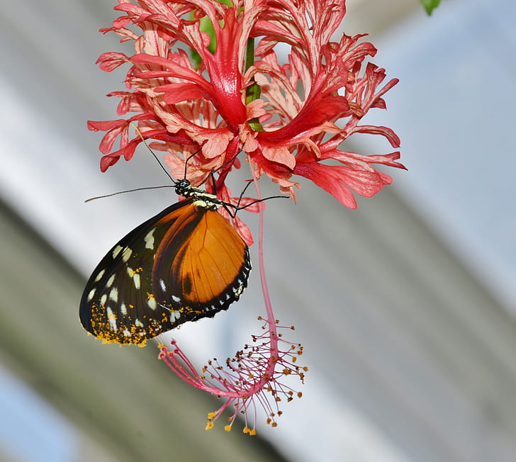brown and black longwing butterfly perched on coral hibiscus closeup photography