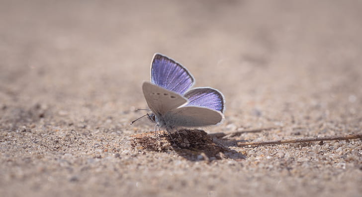 Purple Sulfur Moth On Ground Close-up Photography