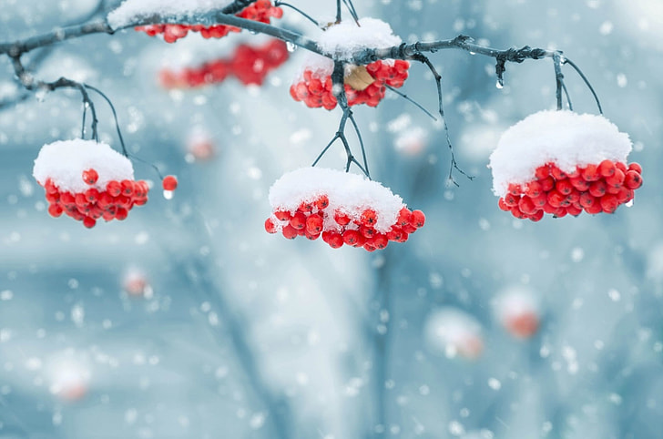 red cherry covered in snow