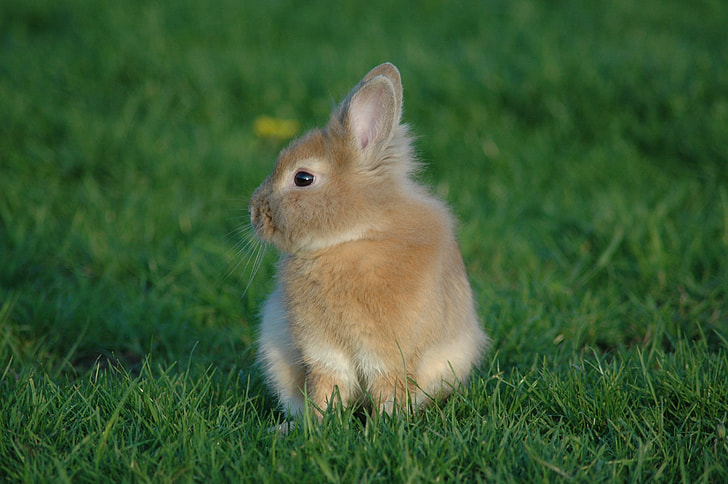 brown bunny on bed of green grass