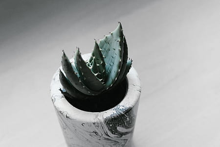 photograph of green succulent plant on pot