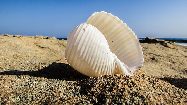 white conch shell on sand during daytime