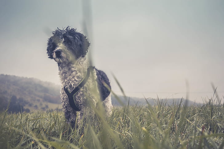 dog, grass, cloudy, meadow, hound, terrier