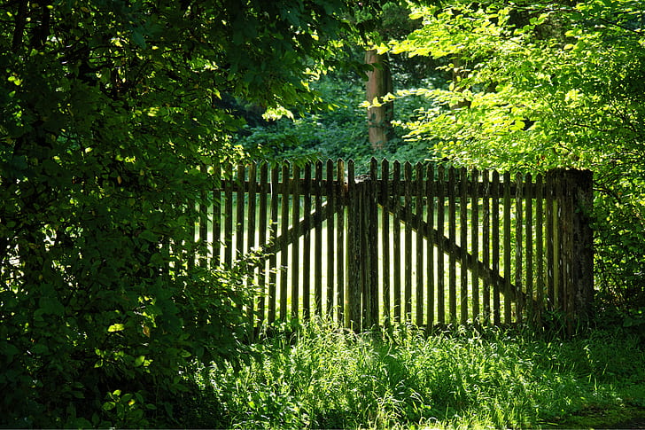 brown wooden gate under tall trees