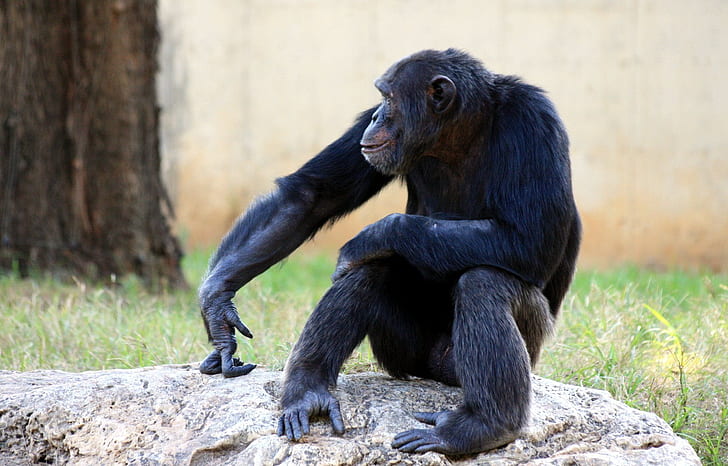 Wildlife photo of black monkey