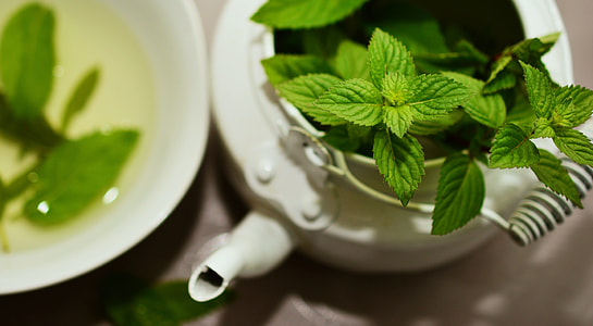 selective focus photography of green leaf plant in white teapot