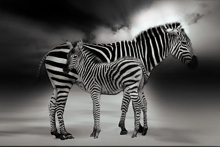 two Zebras