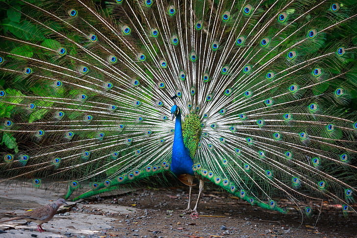 Single Male Peacock tail Feather against colorful Our beautiful