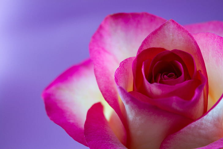 closeup photo of blooming pink and white rose flower