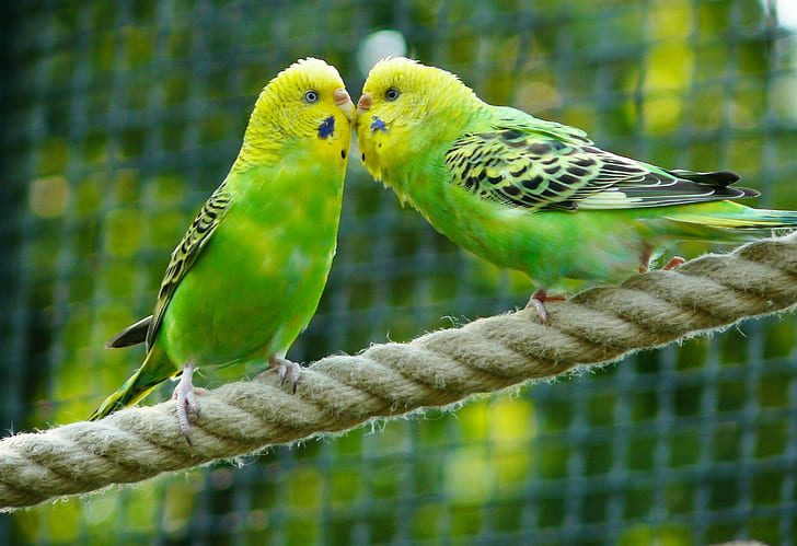 closeup photo of two green budgerigars