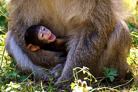 brown monkey hugged by bigger ape