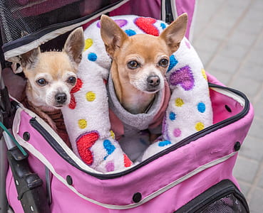 two tan chiuahua dogs in pink luggage bag'''