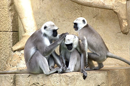 animal photography of three primates