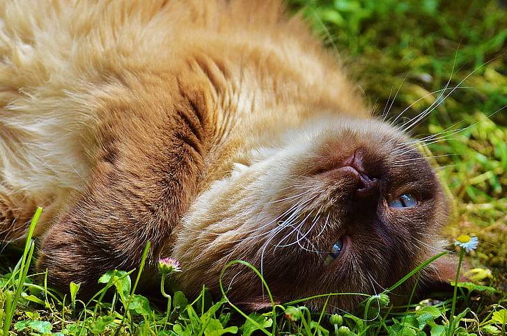brown cat lying down on field