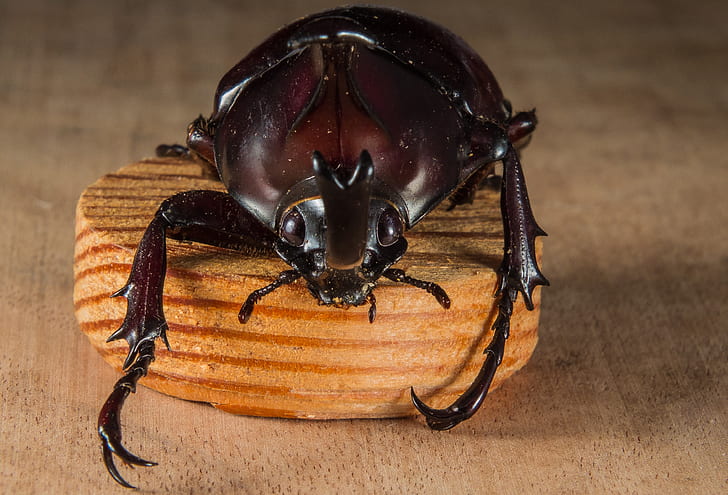 brown beetle on round lid