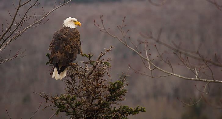 eagle perched on tree twig at daytime
