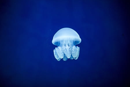 white jellyfish