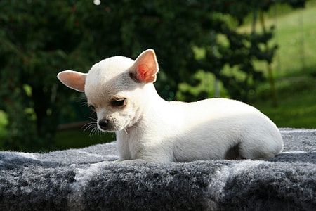 photo of white dog on rock