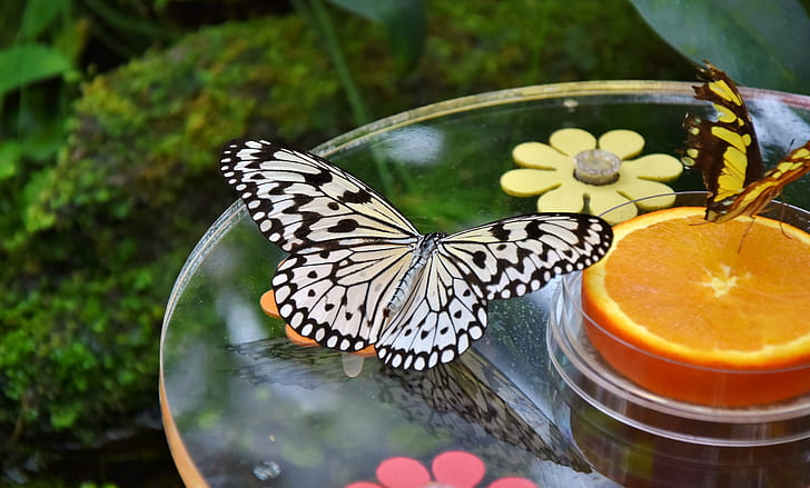 paper kite butterfly near sliced lemon fruit on table