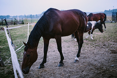 Brown horse in an enclosure