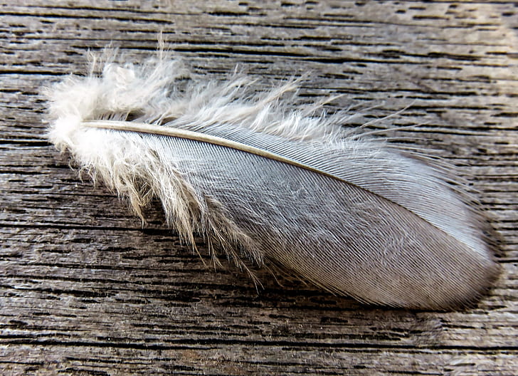 white and black feather on brown surface