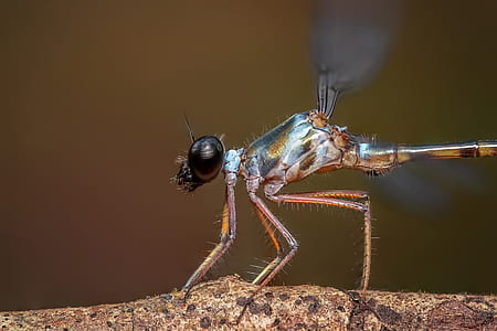 damselfly, insect, odonata, macro, close up, dragonfly
