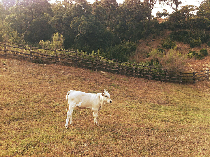 white cattle on green grass field near green trees