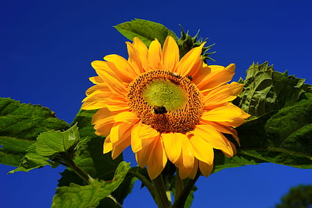bees sucking on sunflower