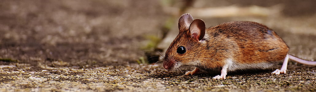 shallow focus photography of brown mice