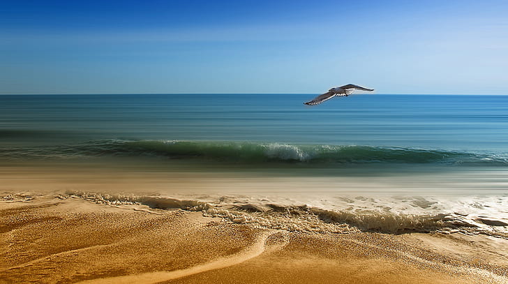 flying white bird over rippling body of water on shoreline