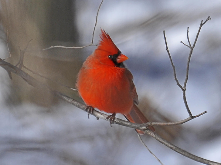 red jay bird on gray tree branch