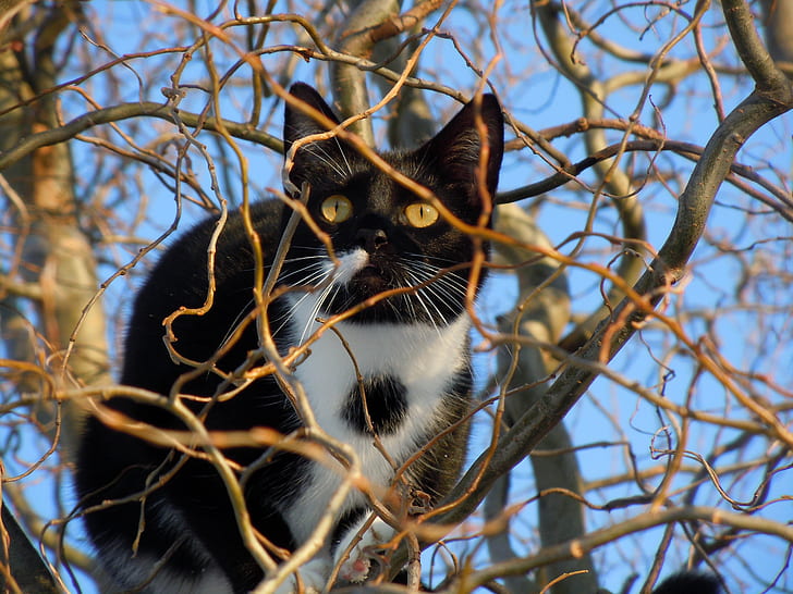 shallow focus photography of Tuxedo cat
