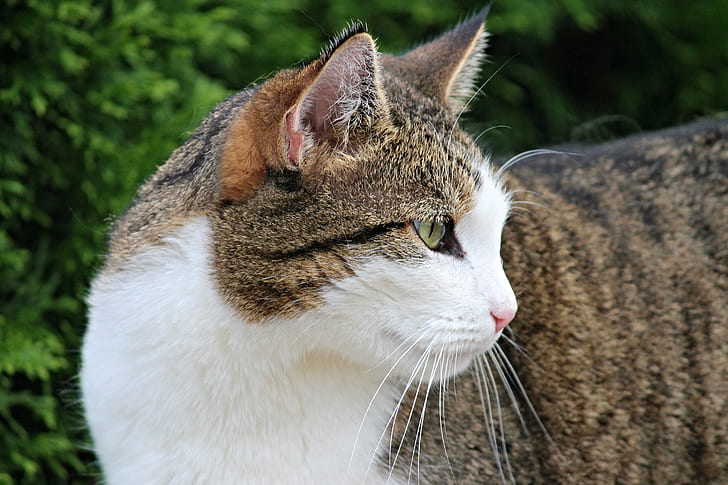 close-up photography of white and brown tabby cat