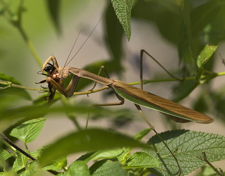 close-up photography of brown praying mantis perched on green leaf