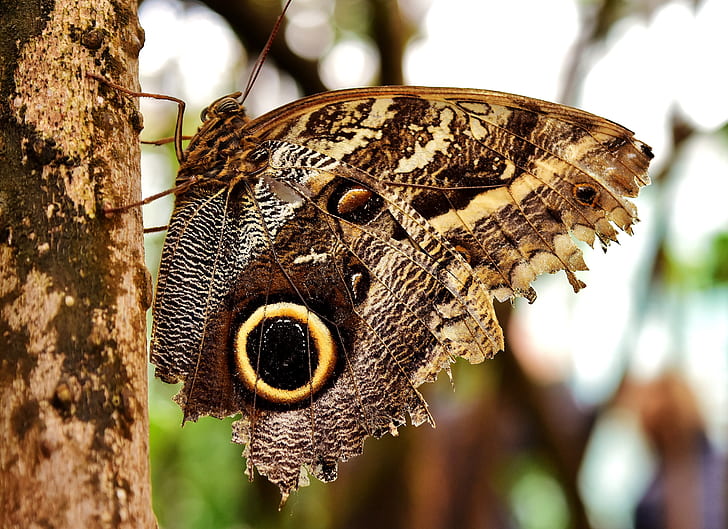 selective focus photo of owl butterfly