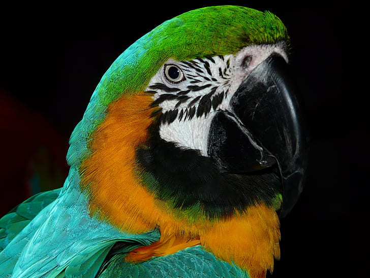 teal macaw with black background