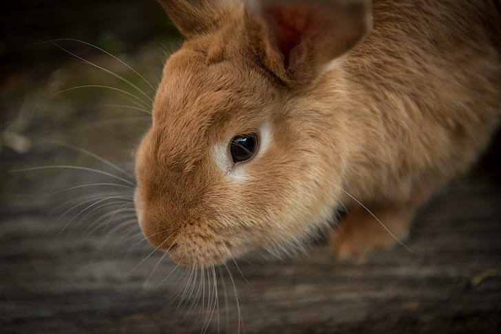 closeup photo of brown rabbit