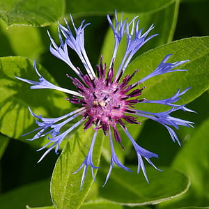 shallow focus photography of blue and purple flower during daytime
